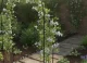 Metal Garden Pergola - Arch for Climbing Plants and Roses, 240 cm, Green