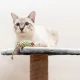 Purlov 71 cm Cat Tree with Scratching Post, Grey