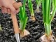 Wooden Dibber with Measuring Scale for Bulbs and Seedlings, 28 cm