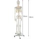 Anatomical model of the human skeleton 170 cm, on a stand
