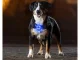 Rechargeable LED Dog Collar Light for Night Walking, USB Clip-On Safety Pendant