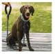 Purlov Reflective Dog Leash with Handle, 3m, Black