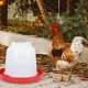 3L Chicken Waterer for Poultry and Hens