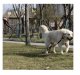 Atstarojoša Suņu Mācību Pavada Siksna 3m Purlov 21654 | Reflective Training Leash