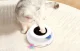 Rojeco 2-in-1 Interactive Cat Toy RWJ-10