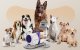 Pet Grooming Vacuum Kit Oneisall LM5 10000Pa