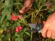 Garden Shears, Pruning Secateurs for Branches and Shrubs
