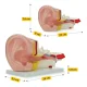4FIZJO Human Ear Anatomy Cross-Section Model 3:1 Scale