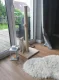 Cat Sisal Scratching Post, 100 cm - Beige/Gray