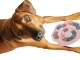 Interactive Dog Puzzle Toy, Treat Dispensing Brain Game for Enrichment