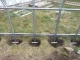 Greenhouse frame KLASIKA STANDART 5 with foundation 2.5x2m, without coating