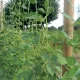 TENAX Flora Vegetable Support Net, 1.5 x 10 m, Green