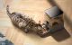 Smart Pet Food Dispenser Oneisall F1-M 3L WiFi Black