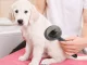 Self Cleaning Slicker Brush for Dogs and Cats for Shedding and Grooming, black