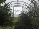 Greenhouse Klasika 6 (3X2M) With Bases And 6Mm Polycarbonate; 4779037490189