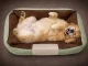 Dog and Cat Bed with Non-Slip Base, Size M, Green