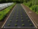 DIVODV Black Weed Control Fabric 50g/m², 1.5x30m