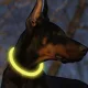 Purlov LED Pet Collar, Adjustable, Yellow