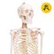 4Fizjo Human Skeleton Anatomical Model 180 cm