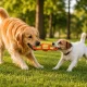 Dog Toy – Braided Rope Tugger with Ball