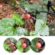 Gotel Q42L2 Garden Irrigation System Kit, 10m