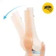 4Fizjo 1073 Anatomical Knee Joint Model 1:1