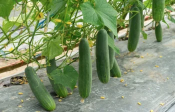 Weed Control Film for Cucumbers with Holes 1 × 5 m, Black