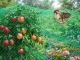 Heavy-Duty Bird Netting for Garden and Crop Protection 14 x 8m