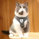 Pressure-Free Harness with Leash for Cats and Small Dogs, Size M, Grey