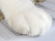 Open Cat Litter Box with High Sides and Scoop, 44.5x48.5 cm