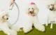 Pet Grooming Kit & Vacuum Neakasa S1 Pro 7-in-1 3L