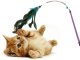 Interactive Cat Wand Toy with Feathers and Rattle Fishing Pole Teaser
