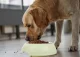Metal Food Bowl for Dogs and Cats 1200ml