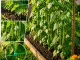 Heavy-Duty Garden Trellis Netting for Climbing Plants 2x5m, green