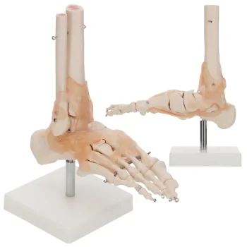 4FIZJO 1:1 Life-Size Ankle Joint Anatomical Model with Ligaments