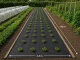 DIVODV Anti-Weed Landscape Fabric 50g/m² 1.5m x 50m, Black