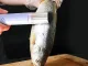 Electric Fish Scaler, 1500mAh, IPX7