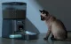 Smart Pet Food Dispenser Oneisall PFD001 Pro 1.2kg Black