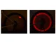 LED Bicycle Wheel Spoke Light, Red