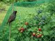 Heavy Duty Bird Netting for Garden and Fruit Trees 2x10m, green
