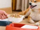 Double Pet Bowl for Dogs and Cats with Removable Inserts 0.5L, Red