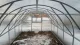 Greenhouse Baltic Lt 3X8M With 6Mm Polycarbonate; 4779037491278