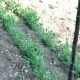 Plant Support Net TENAX Flora 2 x 10 m, Green