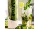 Fresh Herb and Vegetable Storage Container, White