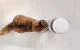 Smart Pet Feeder Petoneer NutriVue PF008 with 1080p Camera & Stainless Bowl