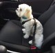 Adjustable Dog Car Seat Belt Safety Leash Xline, Black