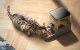 Smart Pet Food Dispenser Oneisall F1-M 3L WiFi Black