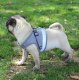Non-Pressing Harness Collar with Leash S Size for Cats and Dogs, 120cm