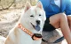 Dog Training Collar Rojeco PD529 with 2 Receivers, 1000 m, Black