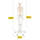 4Fizjo Human Skeleton Anatomical Model 180 cm